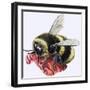 Honey Bee-R. B. Davis-Framed Giclee Print