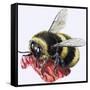 Honey Bee-R. B. Davis-Framed Stretched Canvas