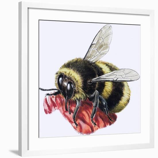 Honey Bee-R. B. Davis-Framed Giclee Print