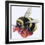 Honey Bee-R. B. Davis-Framed Giclee Print