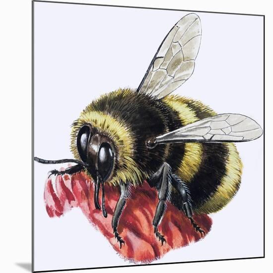 Honey Bee-R. B. Davis-Mounted Giclee Print