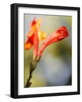 Honey Buds Suckle-Nicole Katano-Framed Photo