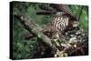 Honey Buzzard at Nest, with Chicks-null-Stretched Canvas
