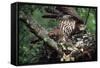 Honey Buzzard at Nest, with Chicks-null-Framed Stretched Canvas