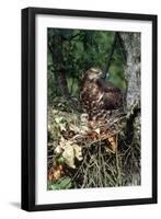 Honey Buzzard at Nest, with Chicks-null-Framed Photographic Print