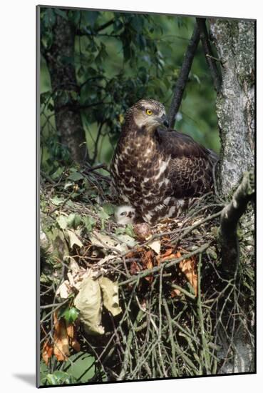 Honey Buzzard at Nest, with Chicks-null-Mounted Photographic Print