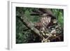 Honey Buzzard at Nest, with Chicks-null-Framed Photographic Print