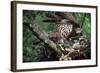 Honey Buzzard at Nest, with Chicks-null-Framed Photographic Print