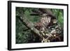 Honey Buzzard at Nest, with Chicks-null-Framed Photographic Print