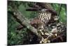 Honey Buzzard at Nest, with Chicks-null-Mounted Photographic Print