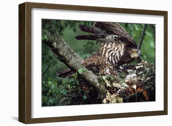 Honey Buzzard at Nest, with Chicks-null-Framed Photographic Print