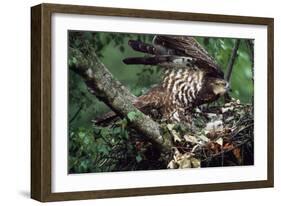 Honey Buzzard at Nest, with Chicks-null-Framed Photographic Print