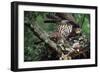 Honey Buzzard at Nest, with Chicks-null-Framed Photographic Print