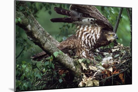 Honey Buzzard at Nest, with Chicks-null-Mounted Photographic Print