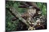 Honey Buzzard at Nest, with Chicks-null-Mounted Photographic Print