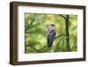 honey buzzard, Pernis apivorus, branch, wood, sidewise, sit-David & Micha Sheldon-Framed Photographic Print