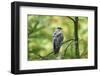 honey buzzard, Pernis apivorus, branch, wood, sidewise, sit-David & Micha Sheldon-Framed Photographic Print