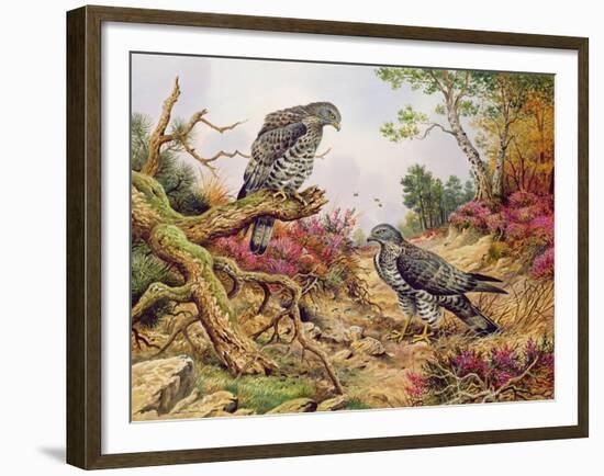 Honey Buzzards-Carl Donner-Framed Giclee Print