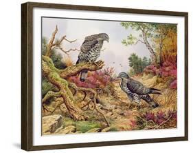 Honey Buzzards-Carl Donner-Framed Giclee Print