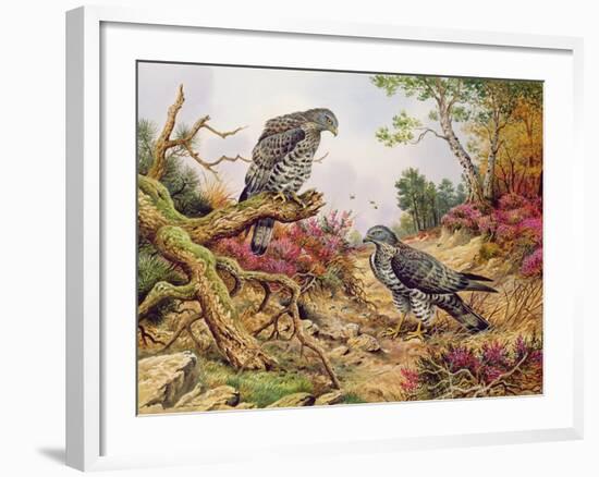 Honey Buzzards-Carl Donner-Framed Giclee Print