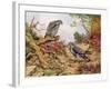 Honey Buzzards-Carl Donner-Framed Giclee Print