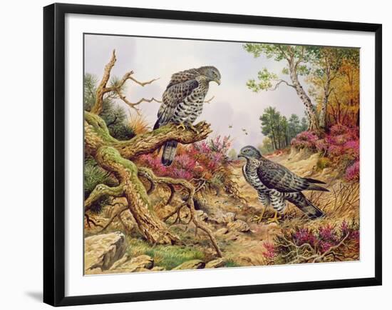 Honey Buzzards-Carl Donner-Framed Giclee Print