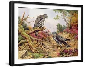 Honey Buzzards-Carl Donner-Framed Giclee Print