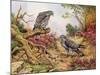 Honey Buzzards-Carl Donner-Mounted Giclee Print