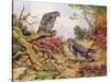 Honey Buzzards-Carl Donner-Stretched Canvas