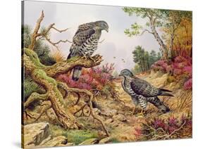 Honey Buzzards-Carl Donner-Stretched Canvas