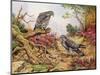 Honey Buzzards-Carl Donner-Mounted Giclee Print