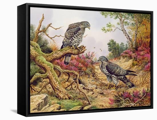 Honey Buzzards-Carl Donner-Framed Stretched Canvas