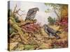 Honey Buzzards-Carl Donner-Stretched Canvas