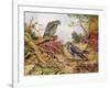 Honey Buzzards-Carl Donner-Framed Giclee Print