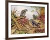 Honey Buzzards-Carl Donner-Framed Giclee Print