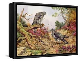 Honey Buzzards-Carl Donner-Framed Stretched Canvas