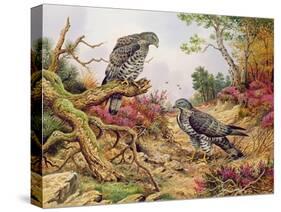 Honey Buzzards-Carl Donner-Stretched Canvas