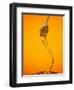 Honey Dipper-Lew Robertson-Framed Photographic Print