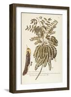 Honey Locust (Gleditsia Triacanthos)-null-Framed Giclee Print