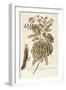 Honey Locust (Gleditsia Triacanthos)-null-Framed Giclee Print