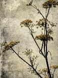 Grand Cypress-Honey Malek-Art Print