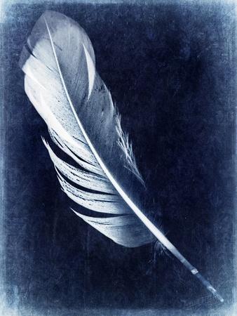 Inverted Feather I