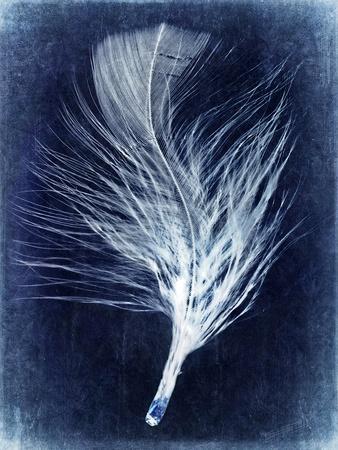 Inverted Feather III