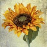 Gardenia Grunge II-Honey Malek-Art Print