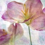 Pink Hyacinth V-Honey Malek-Art Print