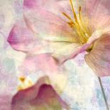 Pink Hyacinth V-Honey Malek-Art Print