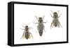 Honeybee Castes (Apis Mellifica), Insects-Encyclopaedia Britannica-Framed Stretched Canvas