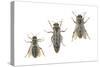 Honeybee Castes (Apis Mellifica), Insects-Encyclopaedia Britannica-Stretched Canvas