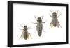 Honeybee Castes (Apis Mellifica), Insects-Encyclopaedia Britannica-Framed Poster