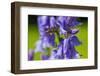 Honeybee flying to Bluebell flowers, Wales, UK-Phil Savoie-Framed Photographic Print